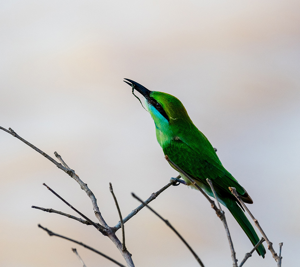 Adam Bruzzone Photography