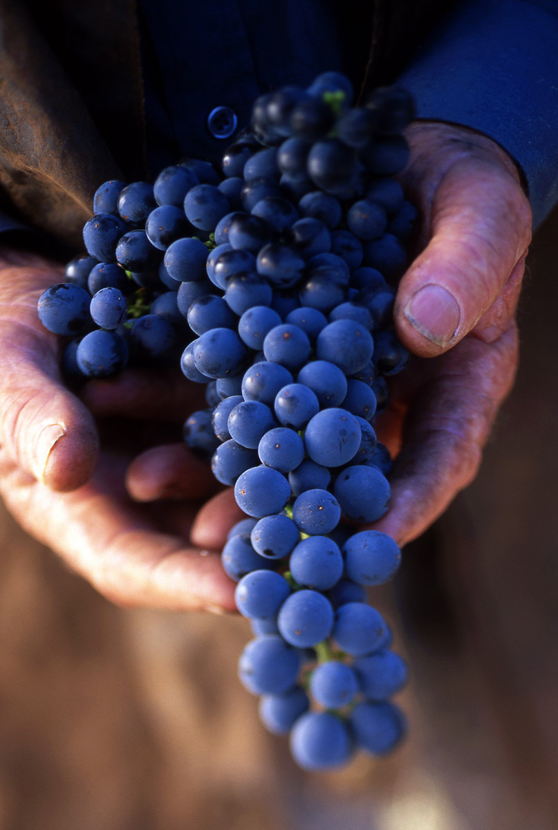 Australian Wine Selector